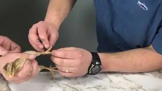 Banding Baby Chicks For Identification
