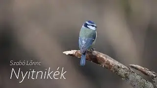 Szabó Lőrinc - Nyitnikék