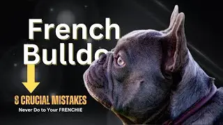 Every French Bulldog Owner Makes THESE Mistakes (Stop Now!)
