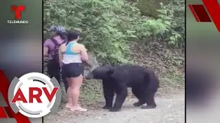 Oso negro desata pánico al olfatear e inspeccionar a 3 mujeres | Al Rojo Vivo | Telemundo