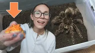 Bring your Bird Eating Tarantula to work day & Meet My NEW PET!!