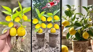 How to grow an lemon tree from an lemon fruit | unique skil full ideas