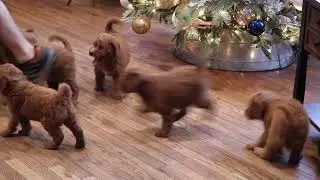 Double Doodle Puppies For Sale