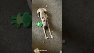Everyday is a school day for this Whippet #whippet #dogtraining #shorts
