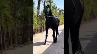 #tbourida  #horse  #short وقلَبي للخَيّل دائماً ميَّال🐴 💙🇲🇦❤️&zwj;🔥