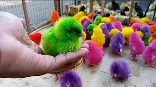 Cute Chicken Videos Untuk Anak & Keluarga | Learning Colors with Funny Chickens for Kids