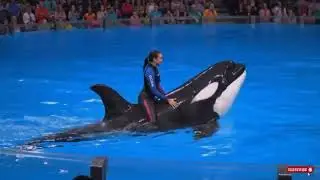 Jessica Radcliffe Orca Attack &ndash; Shocking Real-Life Ocean #JessicaRadcliffe #OrcaAttack#trendingvidio