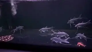 Polydactylus macrophthalmus  帝王千手佛巨型千手佛