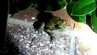 Super Loud Frogs in Nashville TN V18887