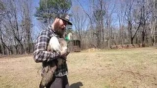 We made a huge enclosure for our new peafowl.