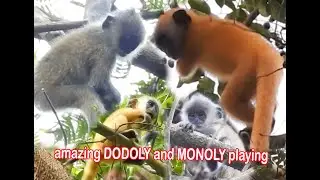 amazing DODOLY and MONOLY playing|silver leaf monkey #79|wildlife99#79