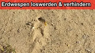 Erdwespen vertreiben / bek&auml;mpfen & loswerden &ndash; Erdwespennest entfernen & verhindern Tipps  Anleitung