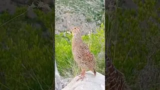 Gray francolin voice tetar sounds