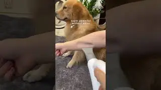 Powerful Quiet Pet Hair Dryer with Suction Function 🐾🐕