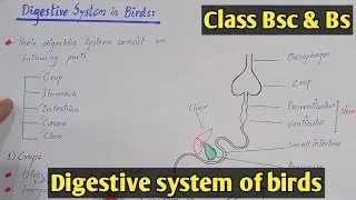 Digestive system of birds | Structure and physiology | Class Aves | Class Bsc Zoology