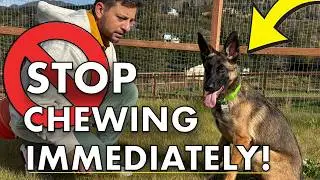 How To STOP Your Puppy Destroying Your Property BEFORE THIS VIDEO ENDS🤯