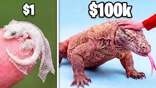 $1 vs $100,000 Pet Lizard!
