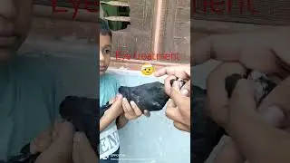 Pigeon Eye treatment #kabutar #sad #pigeon