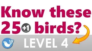 Guess the Bird | Quiz 4 - BIRDWATCHING DOT CALM