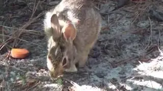 Joannes Bunny01 June2016
