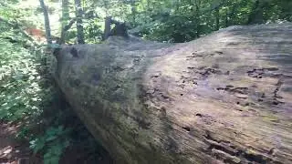 THE LOST FORTY IN MN.            PLEASE SUBSCRIBE  @thelostsoulwanderer