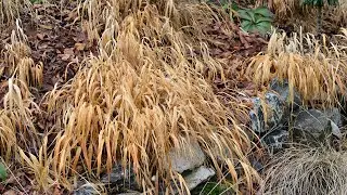 Cutting Back Deciduous Grasses in Late Winter