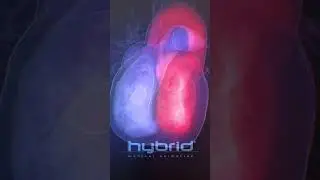 Blood flow animation | blood flow inside a beating heart | cardiac hemodynamics | 3D blood flow