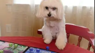 Even Dogs Love Dice Attack