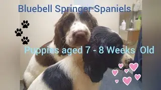 Puppies aged 7 - 8 Weeks - Bluebell Springer Spaniels