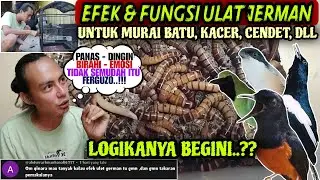 TERNYATA BEGINI EFEK ULAT JERMAN ⁉️ BENARKAH BIKIN MURAI BATU, KACER, CENDET, DLL JADI EMOSI & GACOR