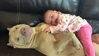 When Your Dog Becomes a Big Brother 🐶👶