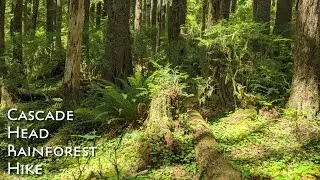 Cascade Head Rainforest Hike Guide | Lincoln City, Oregon