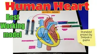 Human heart working model #humanheart #heart #biologymodel #organmodel #besttlm #schoolproject