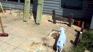 Patio11.3gp