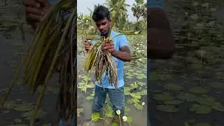 Lotus flowers in  our garden #plantation #youtubeshorts #flowers
