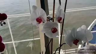 Stunning Flowers inside the Ship Bridge│Lowering Tenderboat for Tendering  🇬🇧