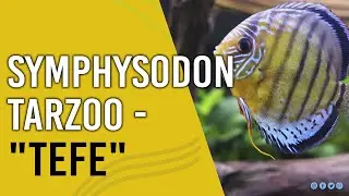Symphysodon tarzoo - 