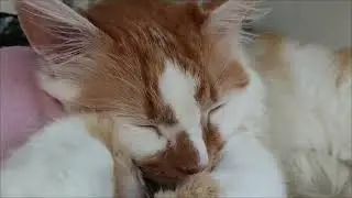 Кот Хвостик #cat
