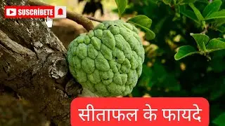 Benefits Of Custard Apple (Sitaphal)