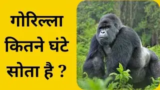 Gorilla 🦍 kitane ghante sota hai general knowledge gk gs quiz questions hindi byankitsir
