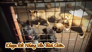 Khuya rồi nhưng vẫn thích giỡn #pets #thucung #chocon #dogs #babydog