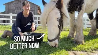 My Draft Horse Thrived After I Quit This Feeding Habit