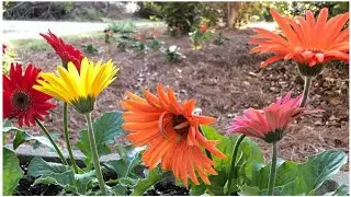 Gerbera Plant Complete Care for more flowers || Secret Fertilizer for Gerbera || Gerbera Daisies