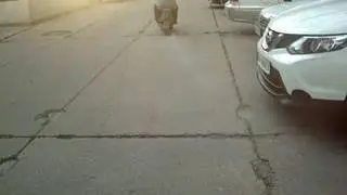 MOV01784