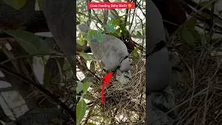 Dove Feeding Baby Bird's 🥺 #nest #birds #video #nature #shorts #video #viral #youtubeshorts #ytshort