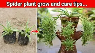 Spider Plant Care Guide | घर में Oxygen बढ़ाने वाला आसान Indoor Plant | Full Care Tips in Hindi