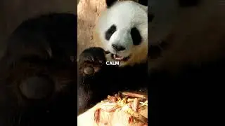 The Panda The Bamboo Loving Gentle Giant amazing animal fact #animalfacts #panda