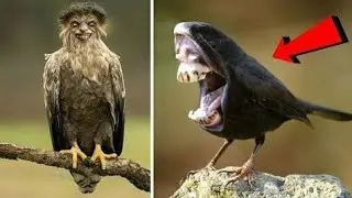 20 AVES ESTRANHAS QUE VOC&Ecirc; N&Atilde;O VAI ACREDITAR QUE EXISTEM!