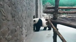 Панда ходит в туалет,лол,прикол,Позор!ржака,Panda making WC in cell,lol,fun,China!