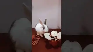 My bunny's life is a Lollipop party 🎉🐰🍭 - sweet, colourful, and hopping!